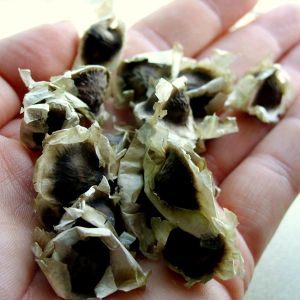 Quality Moringa Seeds, Brand Name : Ruimax.Co.Ltd