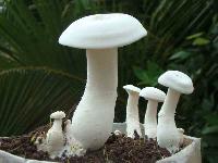 natural mushroom