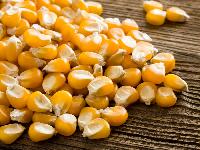 corn kernel