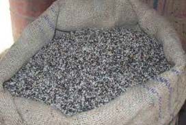 Cotton Seed  For Sale