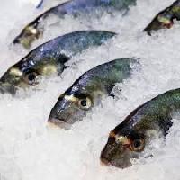 chilled fish