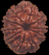 10 Mukhi Rudraksha