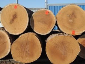 Timber Logs, Brand Name : IROKO, Packaging Type : RED