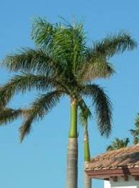 grown up palm trees