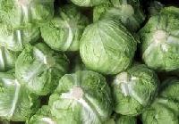 fresh round cabbage
