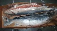 Frozen Atlantic Salmon Fish