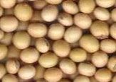 Soybean Seed (NON GMO)