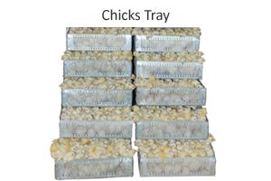 Chicks Tray