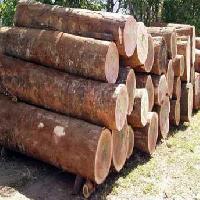 Europen Timber Logs