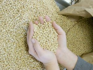 Soy Beans