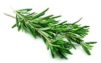 Rosemary