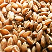 Wheat Seeds