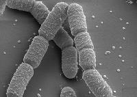 P-SOL (Phosphate solubilizing bacteria- PSB)