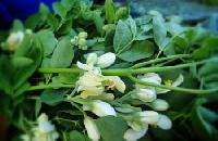 moringa flower