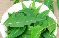 Neem Leaves