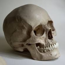 Human Skull