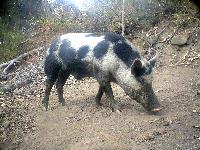 Australian Female Pig
