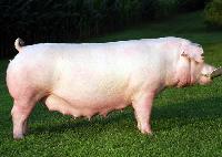 Landrace Female Pig