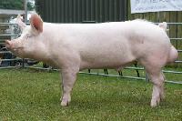 Large White Male Pig