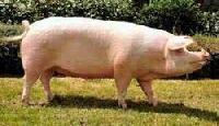 Middle White Female Pig
