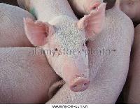 YORKSHIRE PIG FEMALE