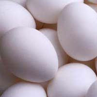 White Chicken Eggs