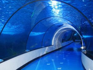 Acrylic Tunnel
