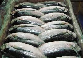 Frozen Mackerel Fishes