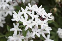 Fresh Jasmine Flowers