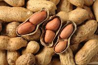 Shelled Groundnuts