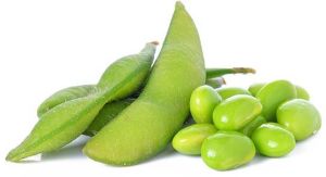 Fresh Green Soybeans