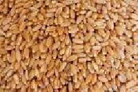 Indian Wheat