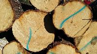 Birch round logs
