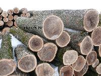 Elm Logs from Ukraine (ulmus Glabra)