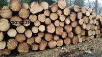Pine Logs from Lithuania (pinus Sylvestris)