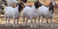 100% Pure Breed Live Boer Goats