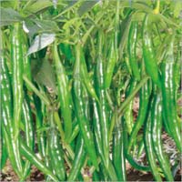 Green Chilli Plants