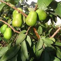 guava plants