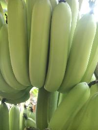 fresh banana