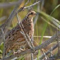 live bird manufacturers suppliers exporters in india live bird manufacturers suppliers exporters in india