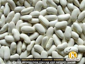 Egyptian White Beans, Packaging Size : 10/25/50