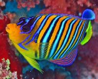 colorful marine fishes