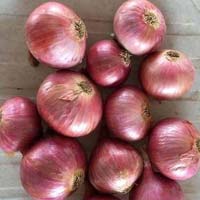 Fresh Garva Onion