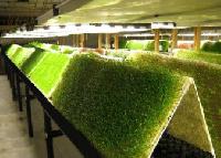 aeroponic construction services