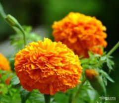 Seeds Of Pigment Marigol