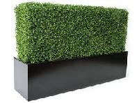 Boxwood Grass Wall