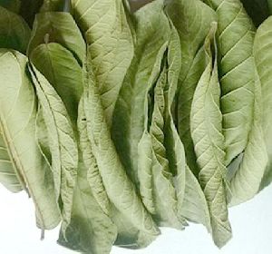 Guava Leaf Dry Extract