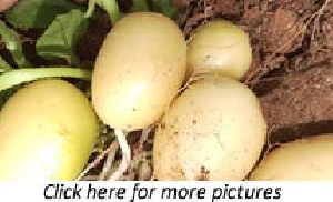 Potato (Solanum tuberosum) plants