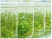 Tissue Cultured Plants
