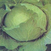 Cabbage Hari Kalyani